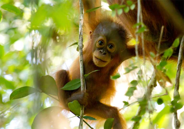 A Bornean Orangutan in Sabangau Forest, Indonesia. Photo by Bernat Ripoll Capilla courtesy of OuTrop
