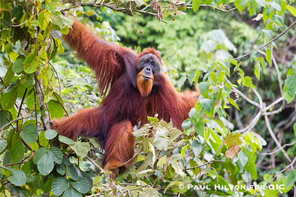 A large male Sumatran orangutan is seen in the canopy of the Leuser Ecosystem in the province of Aceh. Photo: Paul Hilton for OIC