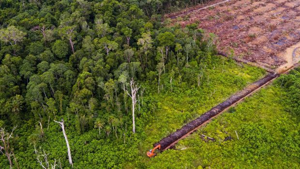 Deforestation in the Leuser Ecosystem in August. Photo: Paul Hilton for Rainforest Action Network/Leonardo DiCaprio Foundation 