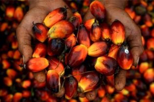 A worker holds a handful of palm oil seeds (AFP Photo/Sutanta Aditya)
