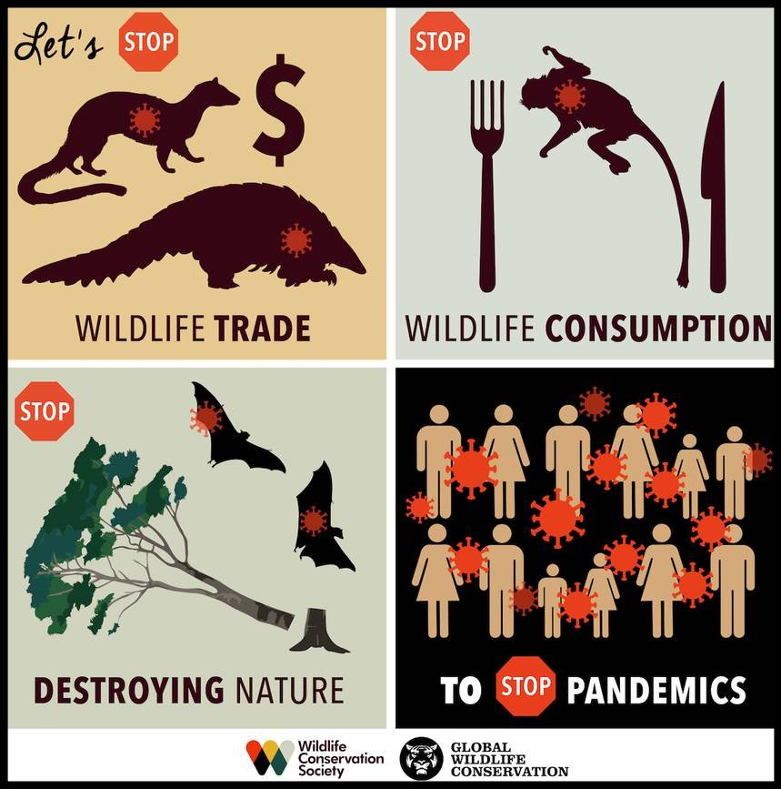 WCS Infographic - Graphic design: Sarah Markes/WCS