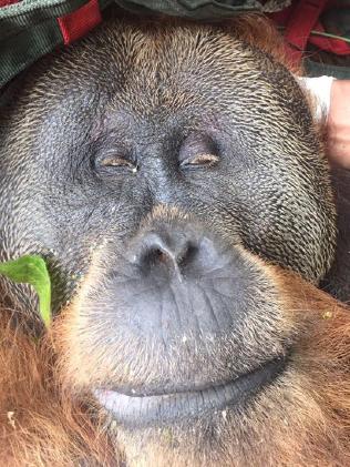 Tengku the orang-utan is fighting for his life after being struck by 60 air rifle pellets.Source:Supplied