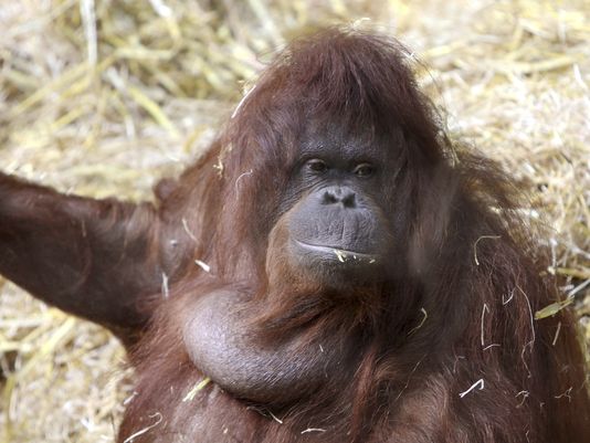 Photo: courtesy of Adriano Lameira, University of Amsterdam