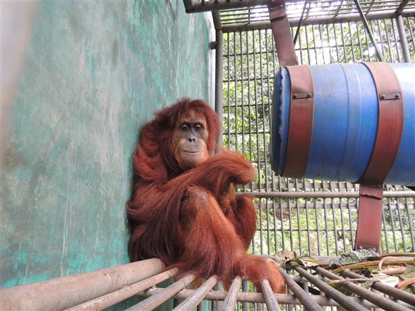Dek Nong, who suffers from partial paralysis, hopes to one day call Orangutan Haven home. (photo by SOCP)