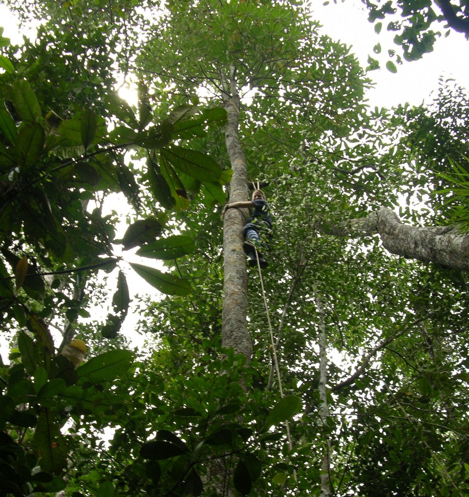 erinvogel_in tree cropped