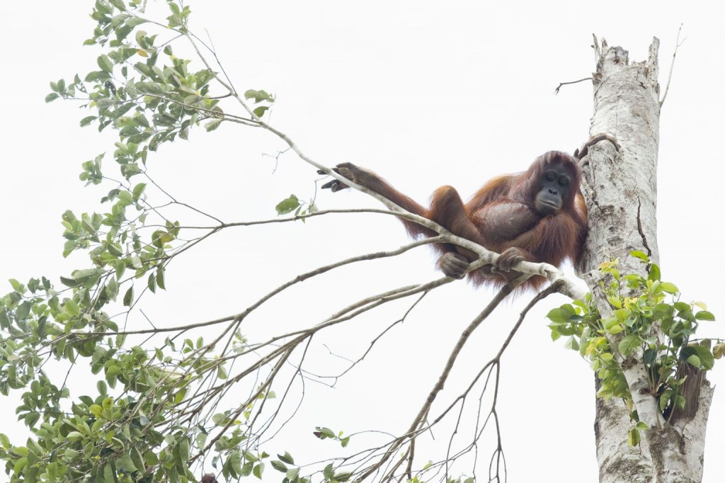 An adult orangutan looks down from its treetop home as the forest in Ketapang, Borneo, is bulldozed (Caters)