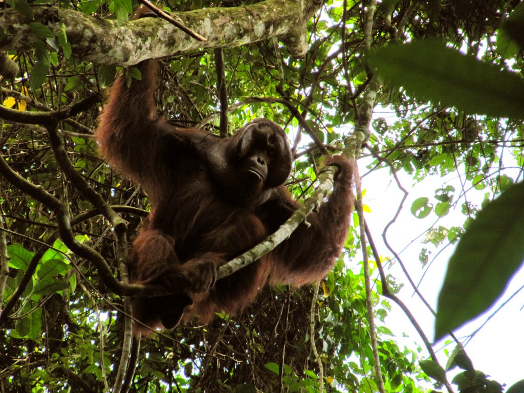 photo from Anne Russon of the Orangutan Kutai Project