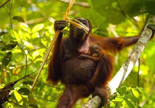Image of a female orangutan in a tree. The orangutan is holding a leaf and putting it up to her lips. A small, young orangutan is holding onto her side. Both orangutans are a deep red-orange color.