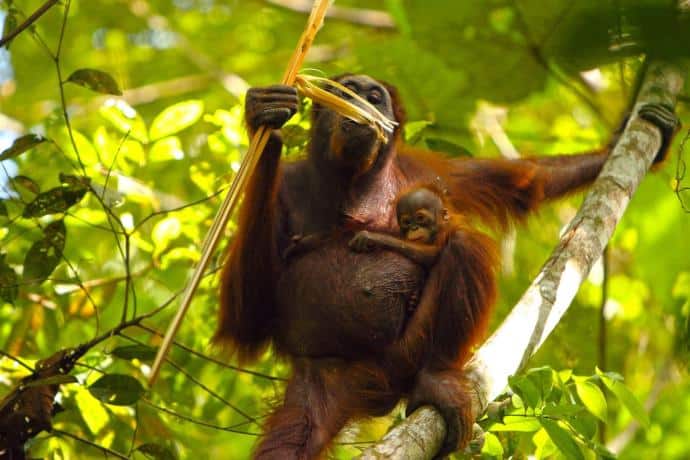 Image of a female orangutan in a tree. The orangutan is holding a leaf and putting it up to her lips. A small, young orangutan is holding onto her side. Both orangutans are a deep red-orange color.