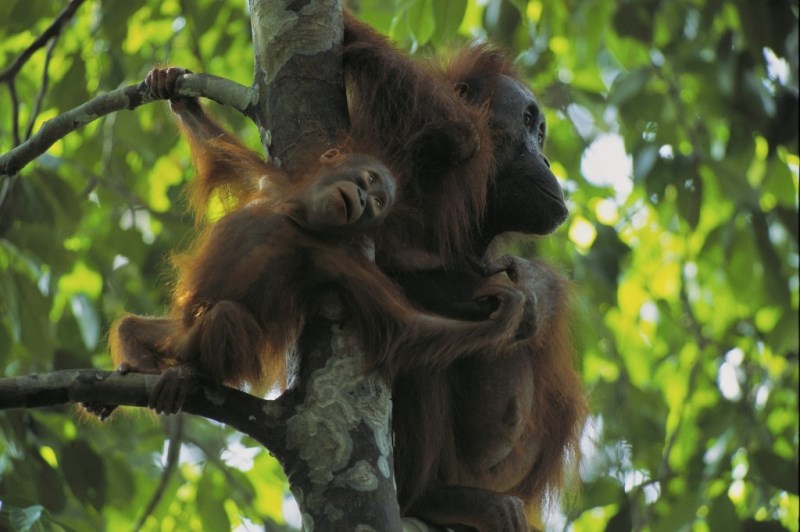 A one year old Bornean orangutan with its mother. (photo by Tim Laman) 
