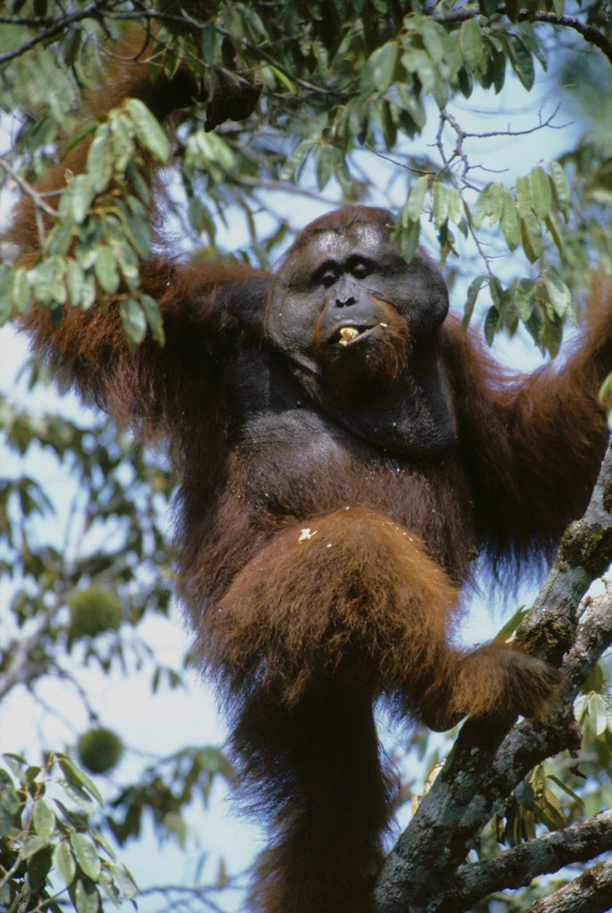 Adult male Bornean Orangutan (named Roman) feeding on wild durian fruits.