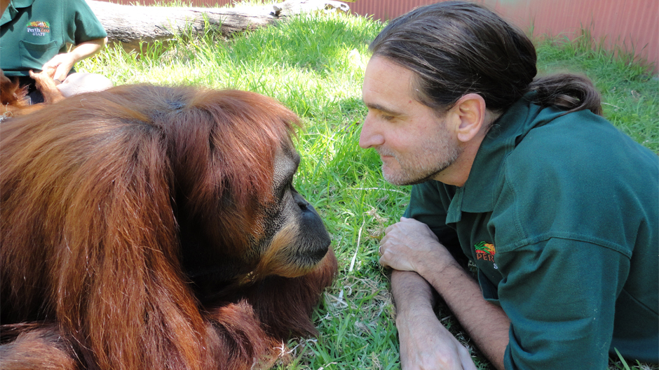Primatologist Leif Cocks with one of his orangutan charges. photo courtesy of The Orangutan Project