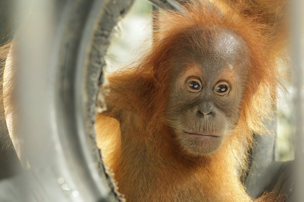 Orangutans. like this little one at SOCP, are cared for by many of the vets that attend the OC/OVAG Workshop.