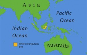 map-orangutan
