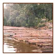 nm_illegallogging_sq