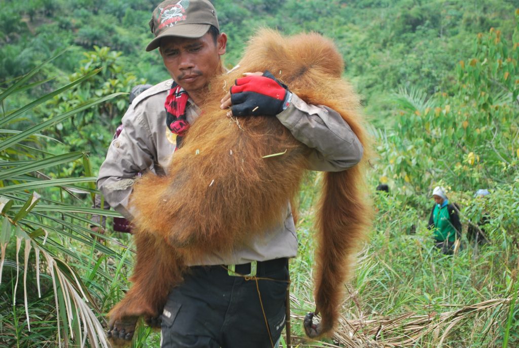 photo courtesy of the Orangutan Information Centre (OIC)