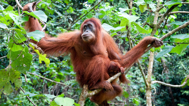 A wild orangutan in Sumatra | Photo: Exotissimo Travel