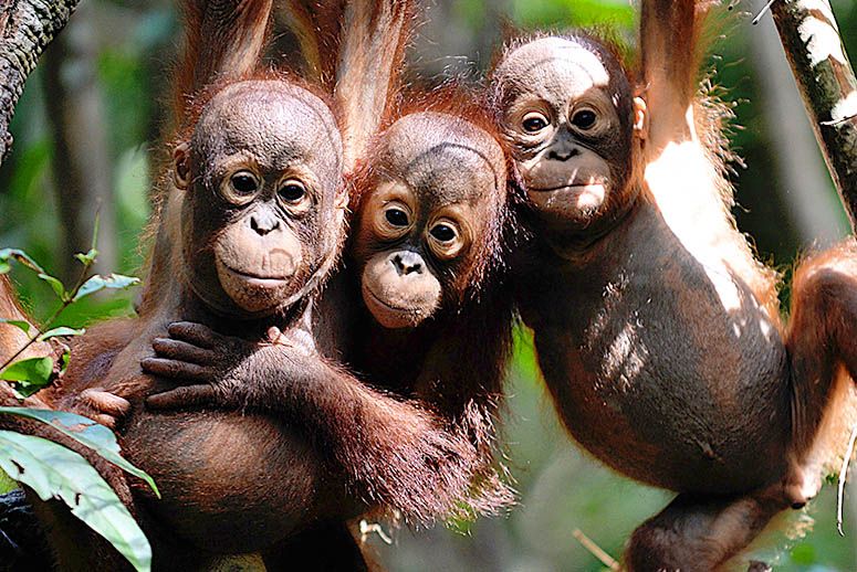 (Photo: Bay Ismoyo/AFP/Getty Images)