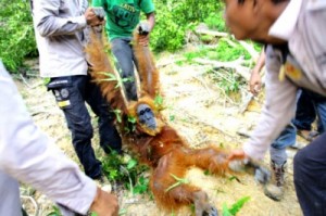 orangutan rescue