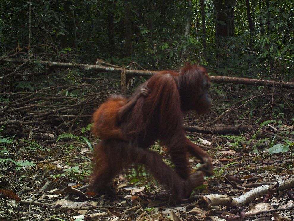 A female orangutan carrying a baby walks down a newly built logging road in East Kalimantan, Borneo. Photo by Brent Loken