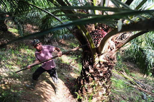 A worker harvests palm fruit in a plantation owned by PT Tinting Boyok Sawit Mandiri (TBSM) in Sanggau district, West Kalimantan. Photo: (Antara/Jessica Helena Wuysang)