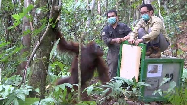 Orangutan released back into the wild at Kehje Sewen forest in East Kalimantan, Indonesia, photo from AP Video, AP 