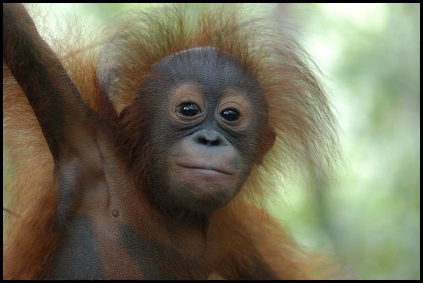 photo from the Orangutan Conservancy archives