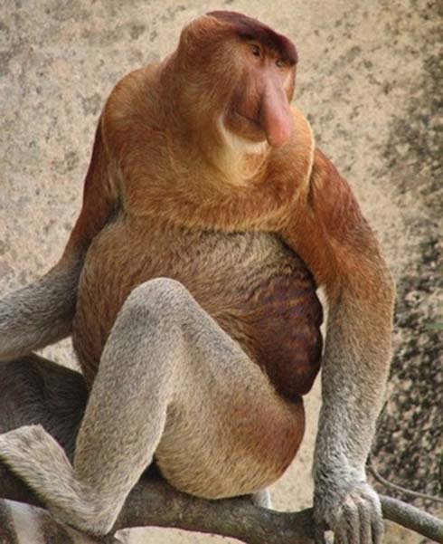 Proboscis-Monkey-Adult8-1 (1)
