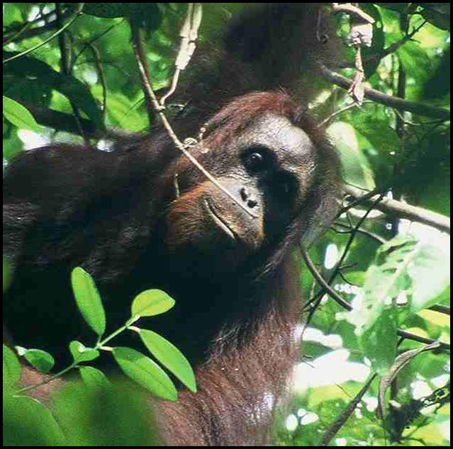 photo of orangutan for illustration purposes only and not related to story below