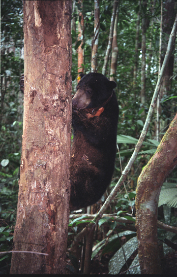 Sun bear (Helarctos malayanus) breaking into a bee's nest in Sungai Wain Protection Forest. This species is listed as Vulnerable by the IUCN Red List. Photo courtesy of Stanislav Lhota.