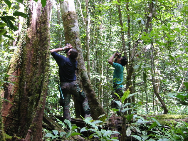 Tree Productivity Marshall FTF