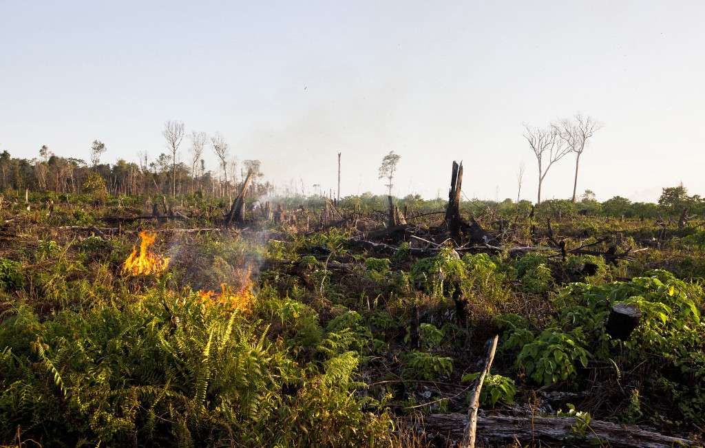 Tripa rainforest burns 2012 SOCP