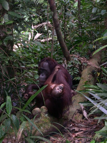 Orangutans, Uce and Bulan. Photo courtesy of Stanislav Lhota.