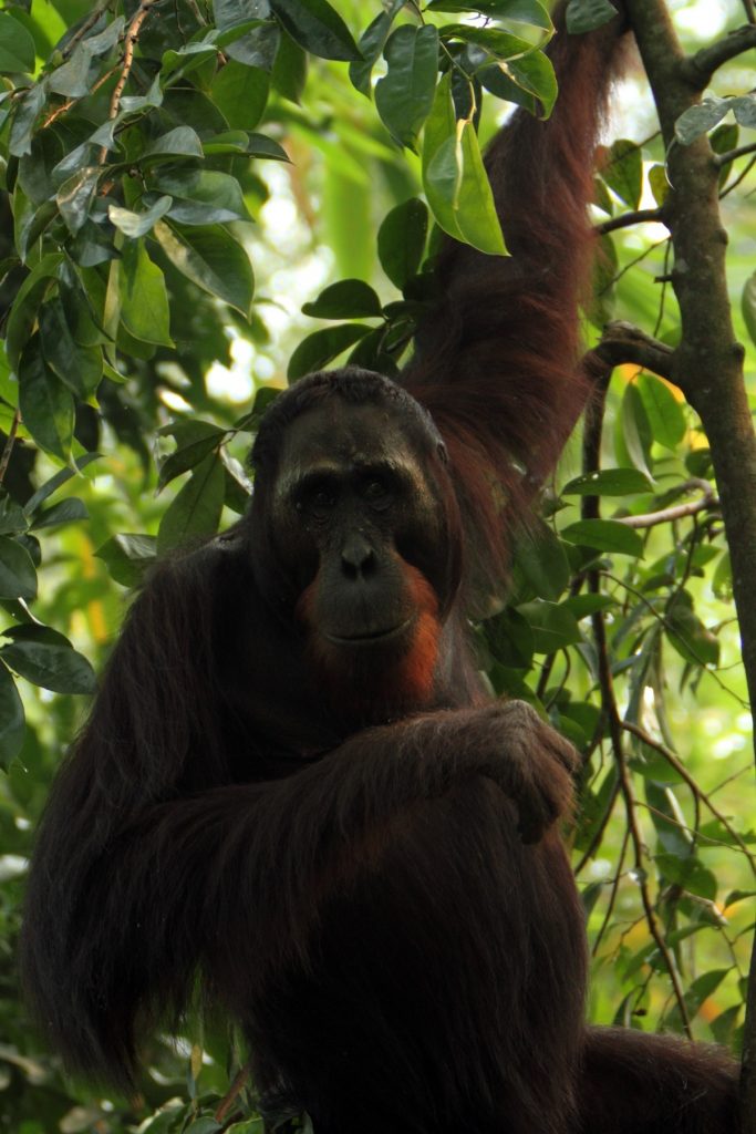 photo from the Orangutan Conservancy archives