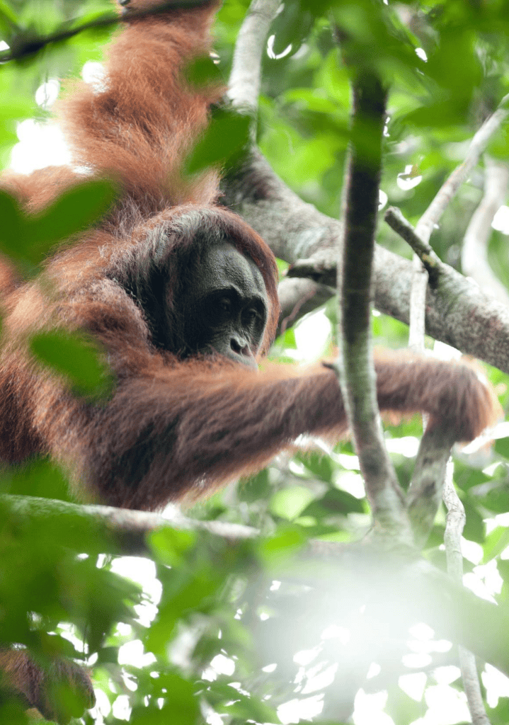 Bornean orangutan climbs through a tree