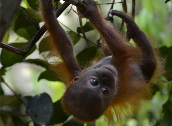 A rescued male Sumatran orangutan learns to climb tree branches at the quarantine center of Sumatran Orangutan Conservation Program in Sumatra. (AFP Photo/Romeo Gacad)
